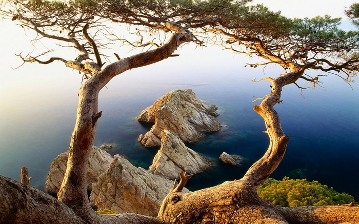 Trees framing rocky islands in the ocean