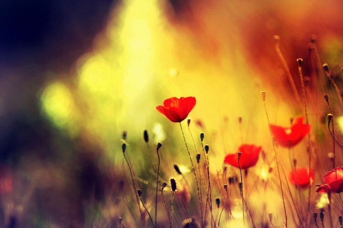 Red poppies in sunlight with blurred background