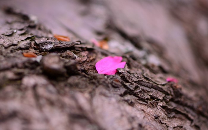 Pink flower petal on tree bark