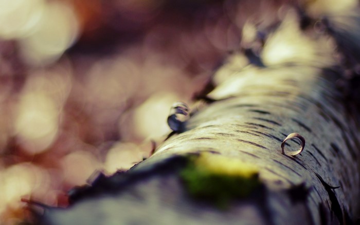 Close-up of a fallen tree branch with curled bark