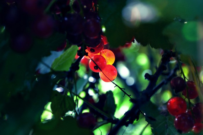 Red currants on a branch with green leaves