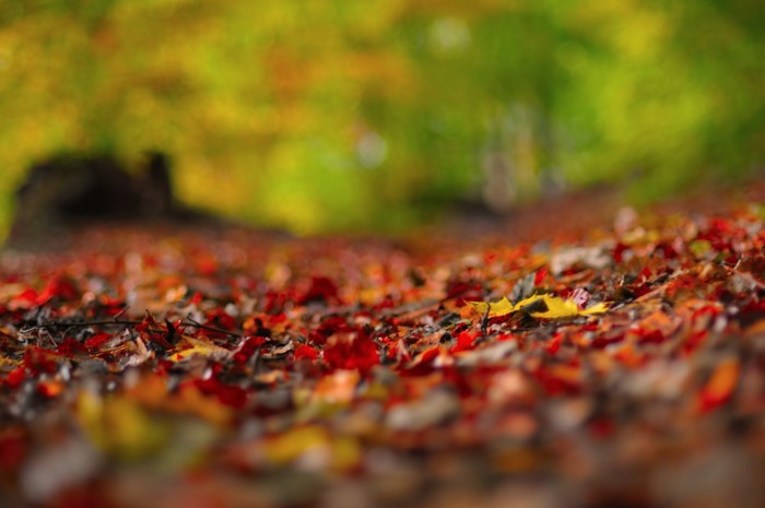 Autumn leaves on the ground in sunlight