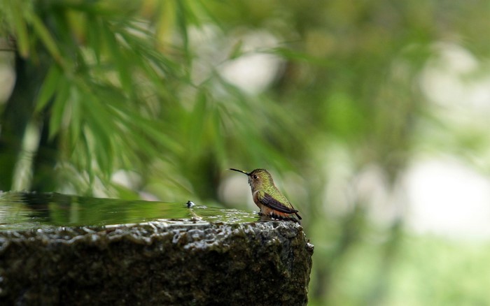 Hummingbird perched on a stone fountain edge
