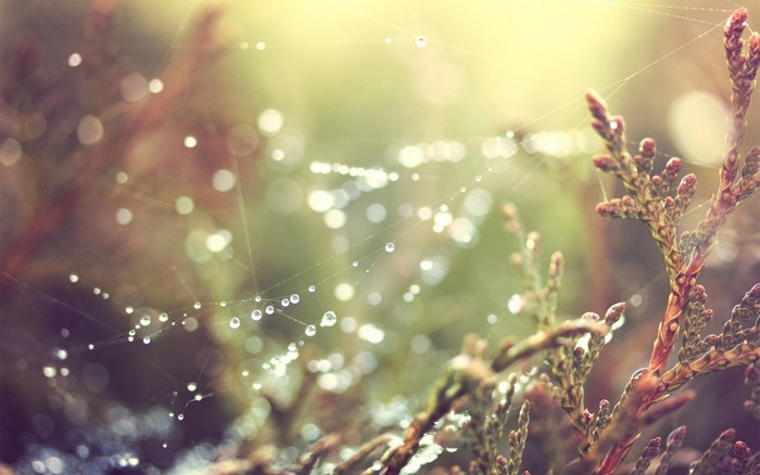 Spider web with dew drops and sunlight on a branch