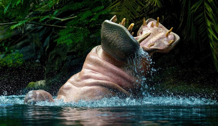 Hippopotamus opening its mouth in water