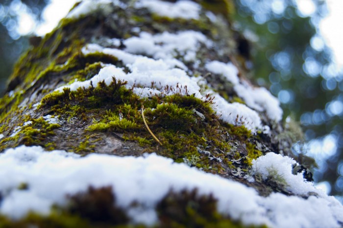 Moss and snow on a tree trunk in winter