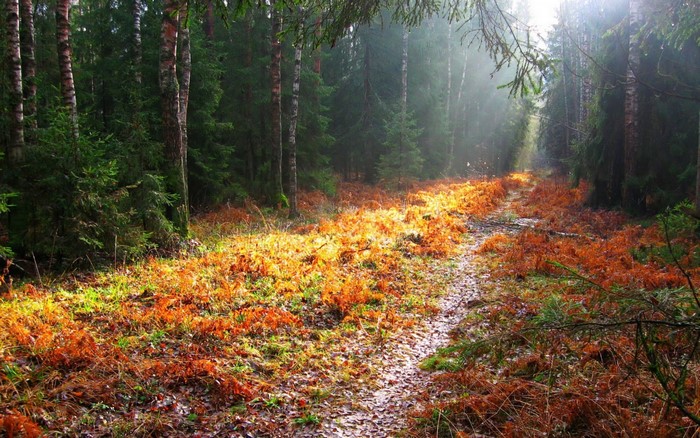 Sunlight on a forest path in autumn