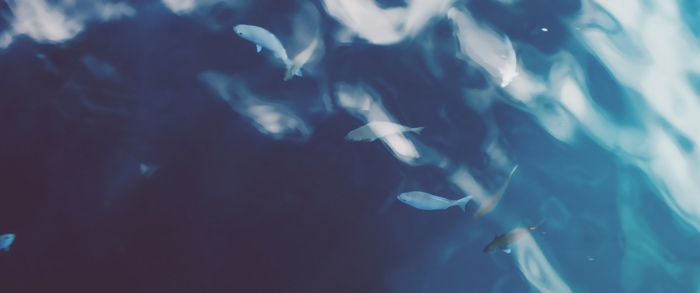 Fish swimming in blue water with sunlight reflections