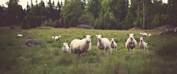 A herd of sheep grazing in a grassy field