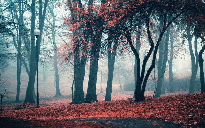 Misty autumn park with fallen leaves and trees