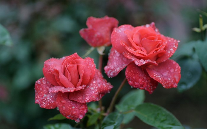 Close-up of red roses with water droplets