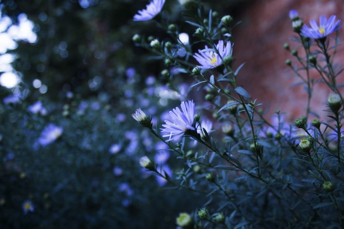 Blue Asters with Green Leaves and Buds
