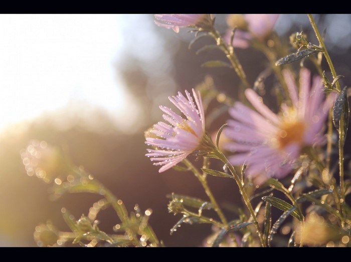 Pink asters with dew drops in sunlight