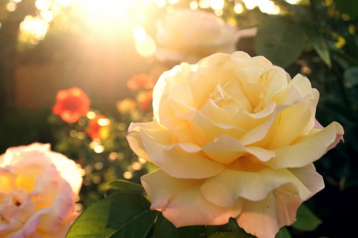 Yellow rose in sunlight