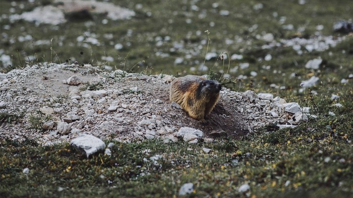Marmot sitting on a rocky mound in a grassy field