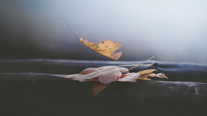 Autumn leaves falling on a wooden surface