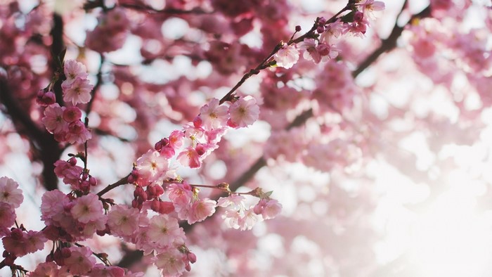 Close-up of pink cherry blossoms on a branch