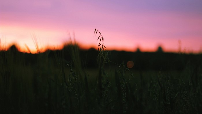 Field of grass at sunset with purple and orange sky