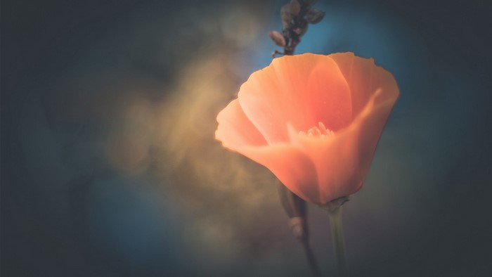 Orange poppy flower with blurred background