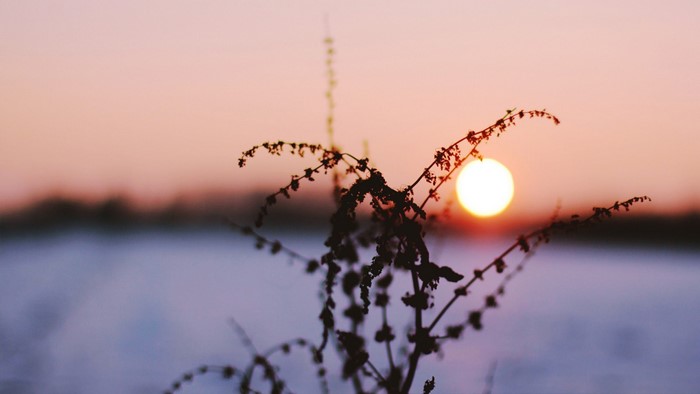Silhouette of a plant against a sunset sky