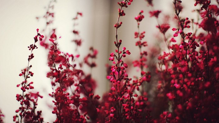 Close-up of delicate pink flowers on branches