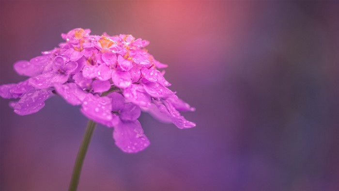 Close-up of a pink flower with water droplets