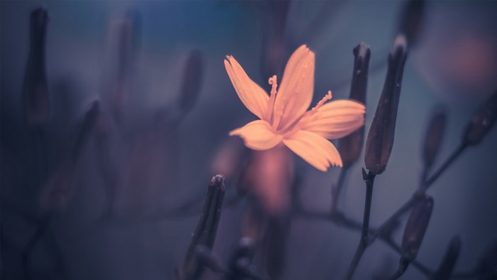 Close up of an orange flower with buds