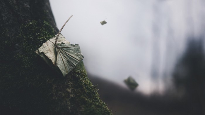 A fallen leaf on a mossy tree trunk with a foggy background