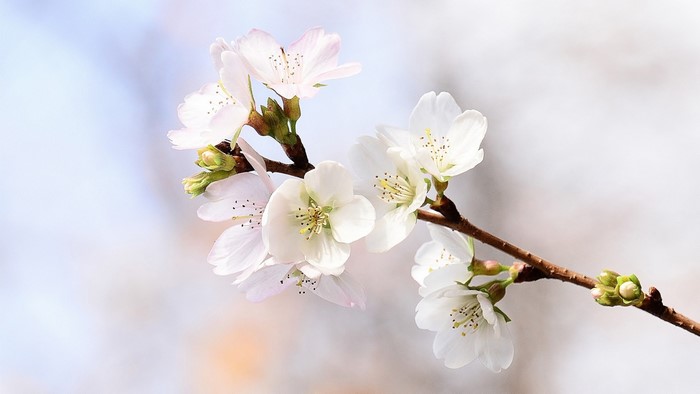 Close up of white cherry blossoms on a branch