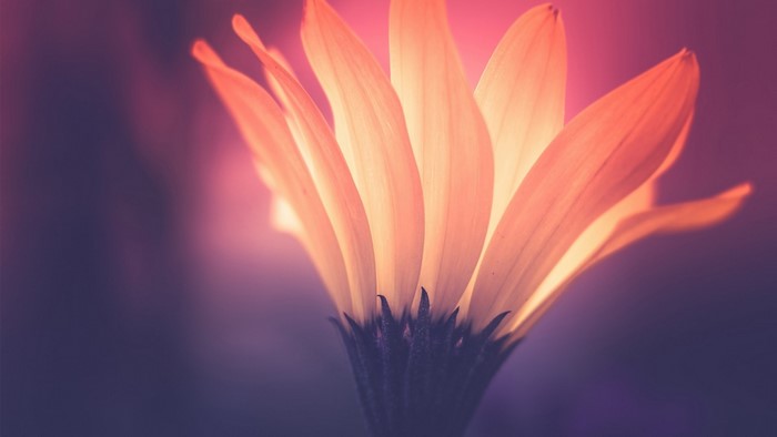 Close-up of a backlit flower with orange petals