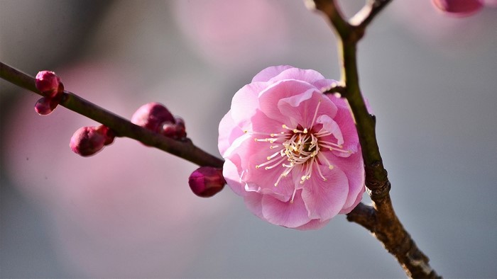 Pink cherry blossom flower and buds on a branch