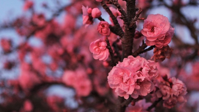 Pink cherry blossoms on a tree branch