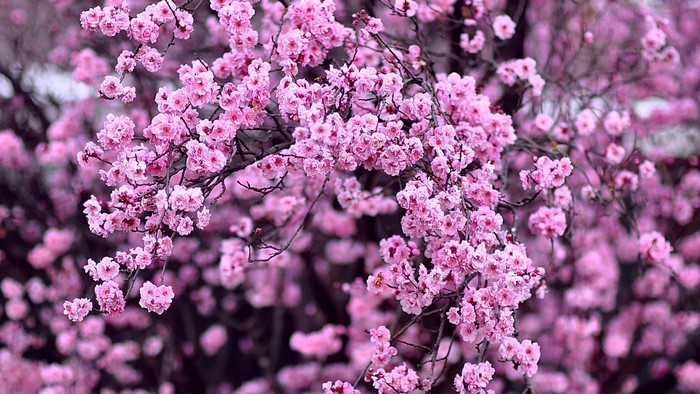 Pink cherry blossoms on branches in spring