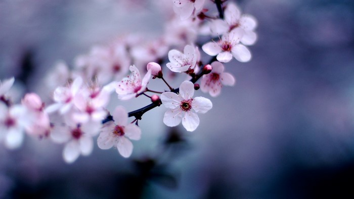 Close up of cherry blossoms on a branch