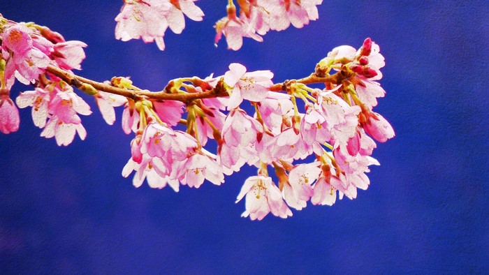 Pink cherry blossoms on a branch against a blue background
