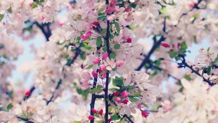 Pink and white cherry blossoms on a tree branch