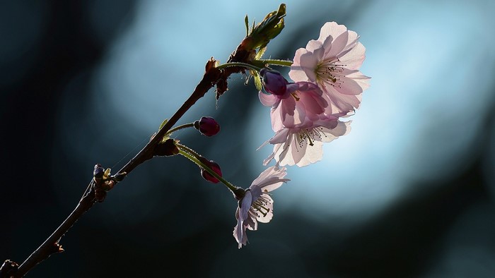 Close-up of pink cherry blossoms on a branch
