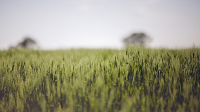 Green wheat field with trees in the distance