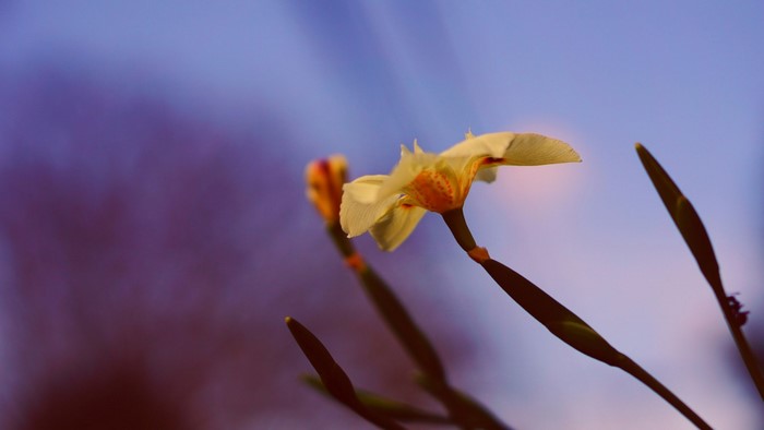Close-up of a white flower with yellow and orange markings against a blurred purple and blue sky.