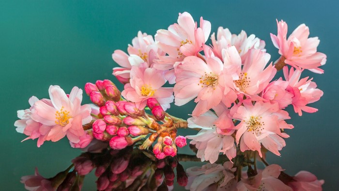 Pink cherry blossoms on a branch with reflections