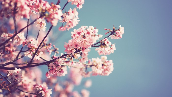 Pink cherry blossoms on a branch against a blue sky