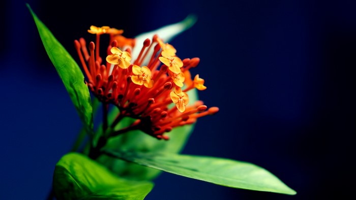 Close up of orange Ixora flowers with green leaves