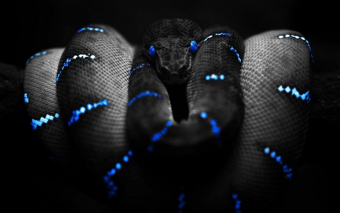 Black snake with blue glowing patterns