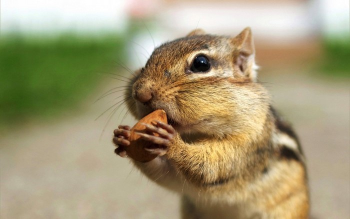 Chipmunk eating a nut in close-up