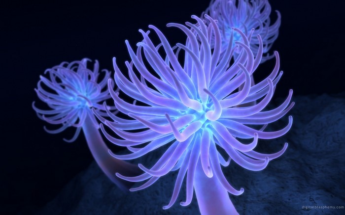 Close-up of glowing purple and blue sea anemones