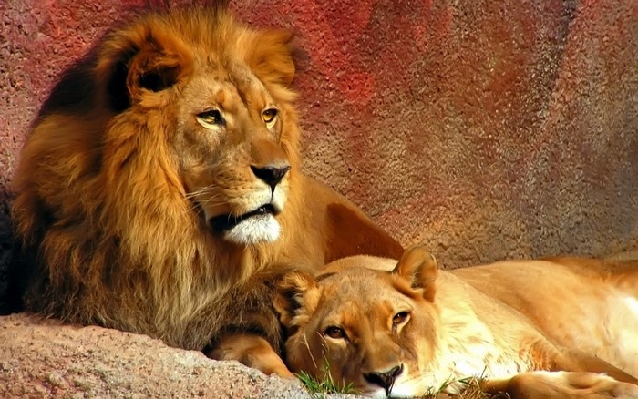 Male and female lions resting on rocks
