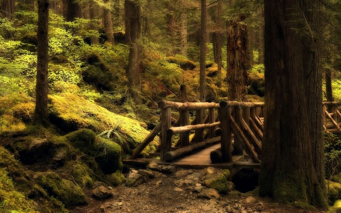 Wooden bridge in a sunlit forest with mossy rocks