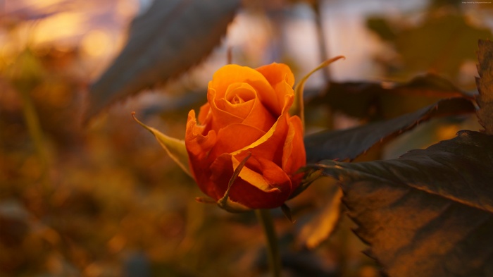 Orange Rose Bud with Dark Leaves