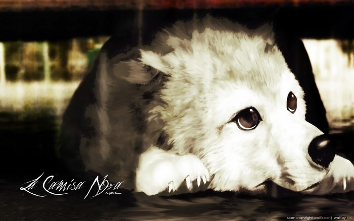 White dog lying down, La Camisa Negra