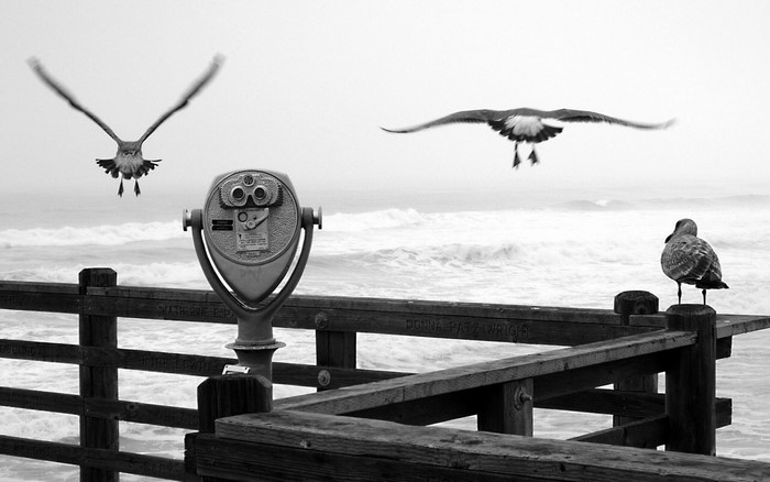 Seabirds flying over ocean with pier binoculars